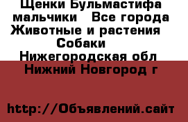 Щенки Бульмастифа мальчики - Все города Животные и растения » Собаки   . Нижегородская обл.,Нижний Новгород г.